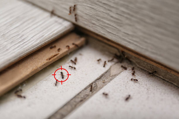 Best Bird Control  in Ashburn, GA