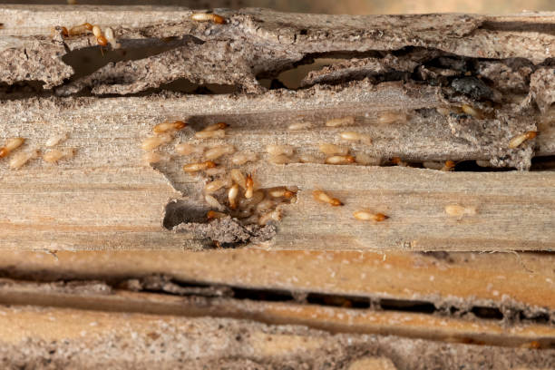 Best Flea Control Services  in Ashburn, GA
